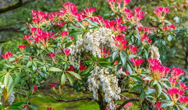 Entretien du Pieris