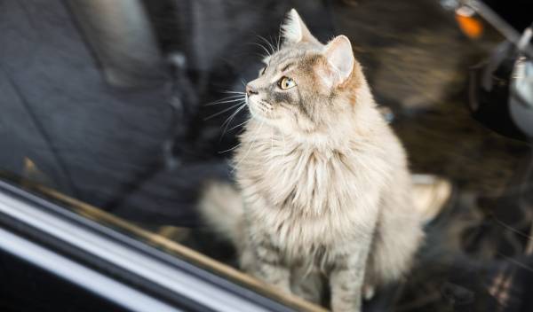 Comment bien prévoir un voyage avec son chaton