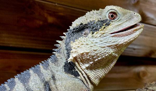 Quel chauffage pour mon terrarium de reptiles