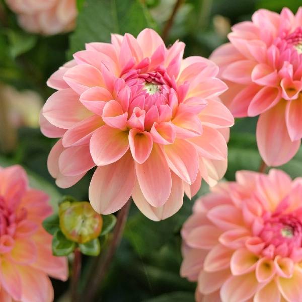 Dahlia en fleur, couleur rose saumon