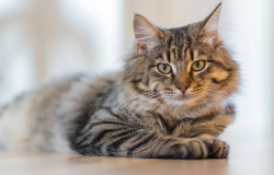 Chat gris 