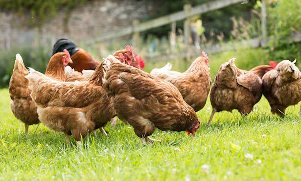 Comment bien nourrir ses poules