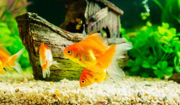 Comment bien nourrir les poissons rouges en aquarium ?