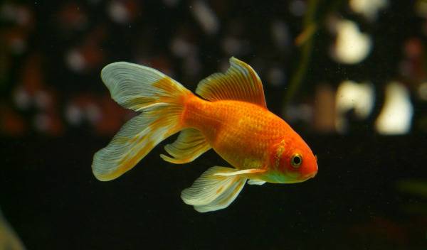 nourriture poisson rouge 1 thumbnail