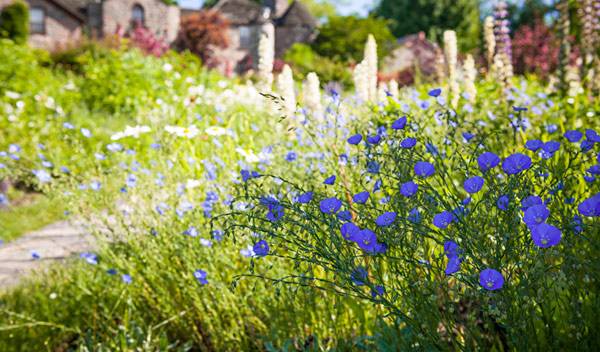 Un jardin d'été aux allures délicieusement sauvages - © Elena Elisseeva - stock.adobe.com