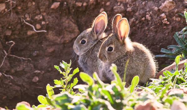 10 faits intéressants sur les lapins à découvrir