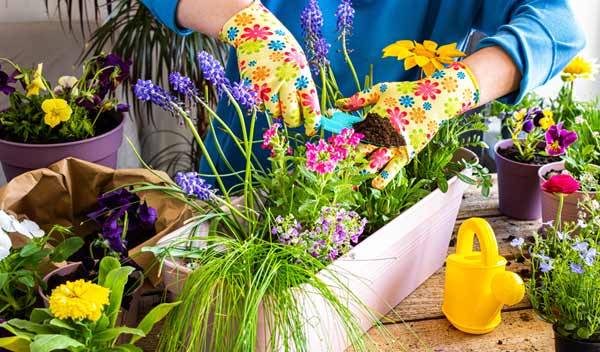 Fleurs pour créer une jardinière de printemps