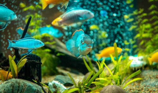 sable ou gravier pour aquarium thumbnail