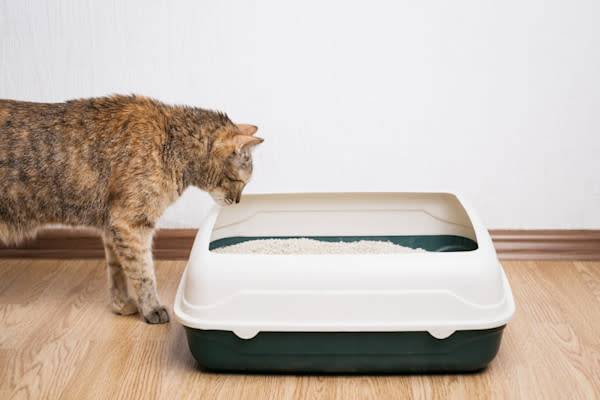 Un chat tigré roux regarde sa litière