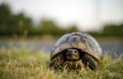Tortue gazon 