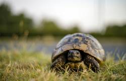 Tortue gazon