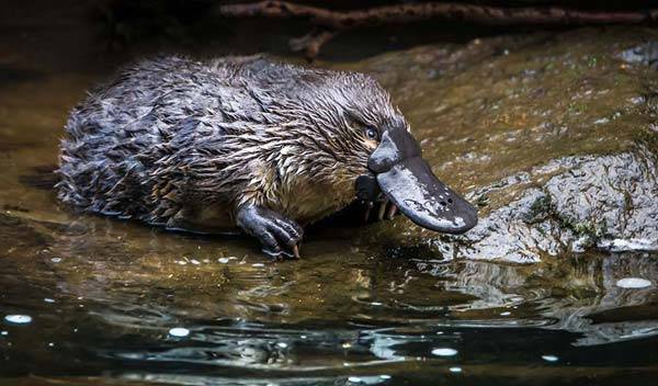Les animaux insolites