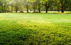 Gazon, grande pelouse dans un parc