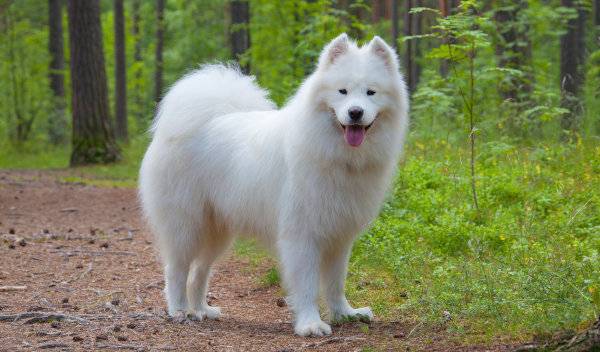 samoyede 1 thumbnail