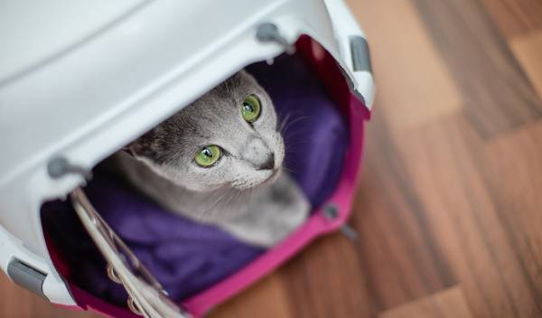 8 conseils pour mettre votre chat dans sa caisse de transport