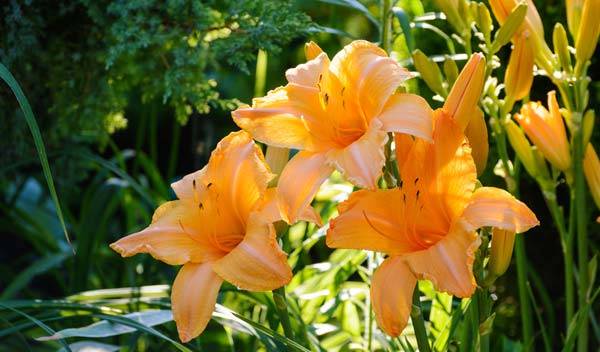 Top des fleurs d'été à avoir