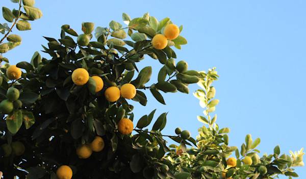 quand et comment tailler un citronnier