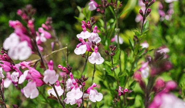 Arbrisseaux de climat doux, les sauges arbustives viendront fleurir le jardin 6 mois durant  - © Yujie - stock.adobe.com