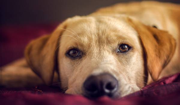 habituer chien dormir panier 1 thumbnail