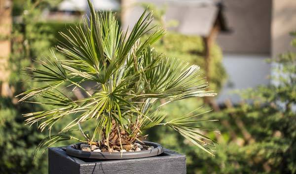 10 plantes d'extérieur en pot résistant au gel et au soleil