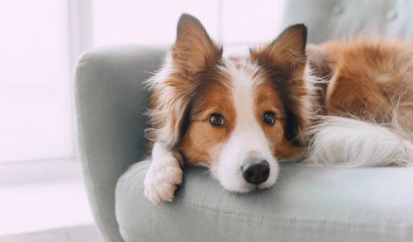 4 bonnes raisons d'adopter un canapé pour chien