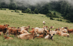 Elevage de vaches