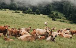 Elevage de vaches