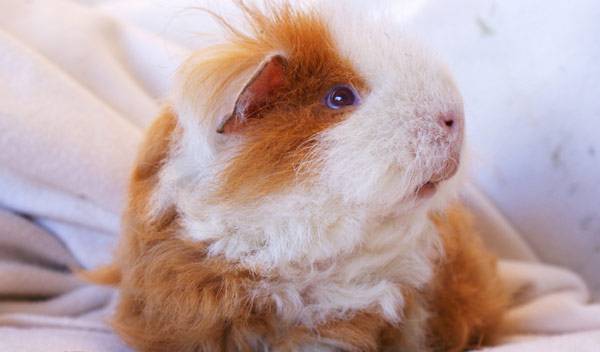 Cochon d'Inde Texel