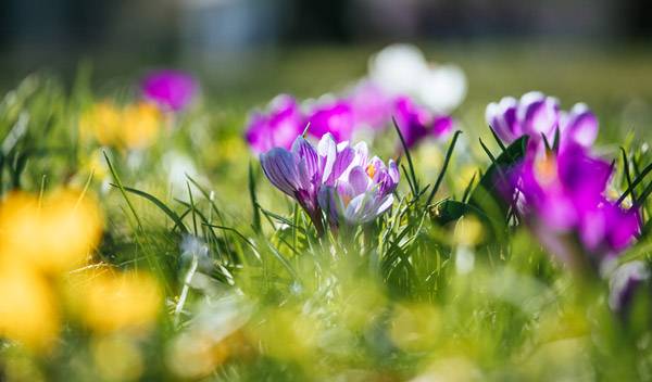 Les plus belles fleurs à planter pour un printemps coloré