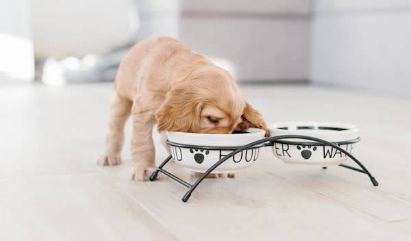 bien-choisir-gamelle-pour-chien