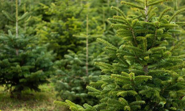 Comment bien replanter votre sapin de Noël ?