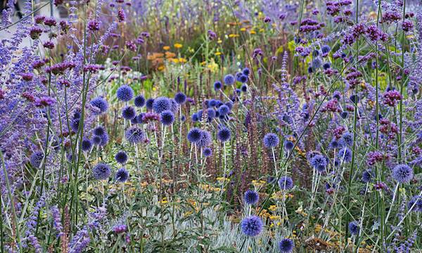 Aussi aromatique que décorative, aussi joyeuse que facile d'entretien, la lavande, emblème des plantes vivaces très résistantes - © Peter Allgaier - stock.adobe.com