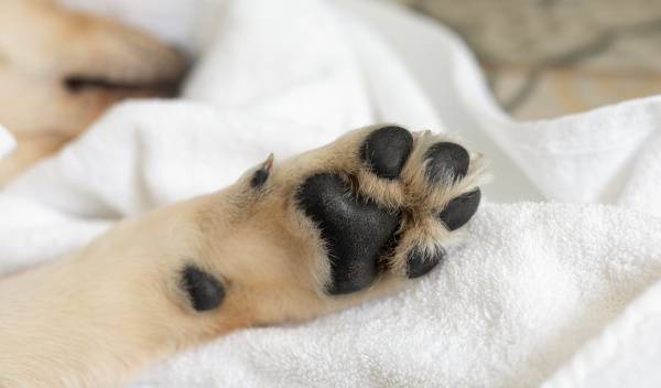 Comment protéger les coussinets de son chien