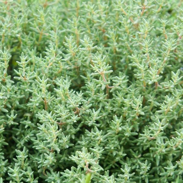 Thym, plante aromatique persistante
