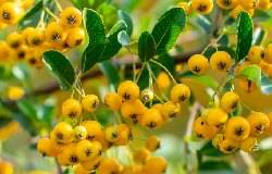 Pyracantha à baies jaunes