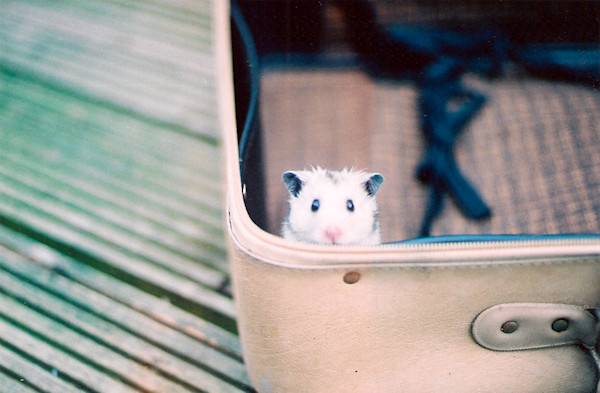 Que faire de son hamster ou autre petit mammifère en vacances ?