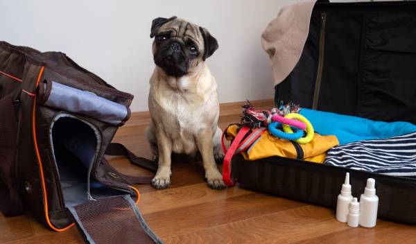 La valise de mon chien : tout ce qu’il faut emporter pour des vacances sereines