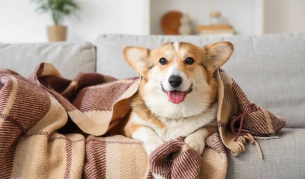 Comment occuper son chien en hiver