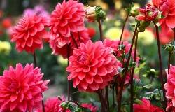 Dahlia en fleurs, bulbes d'été à fleurs corail