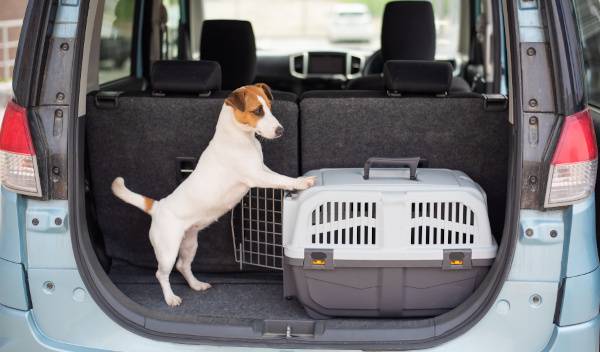 transporter chien voiture 1 thumbnail