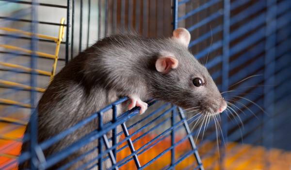 choisir cage rongeur thumbnail