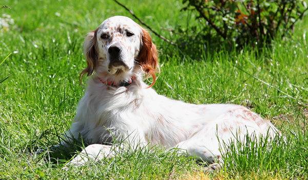 croquettes chien peau sensible 1 thumbnail