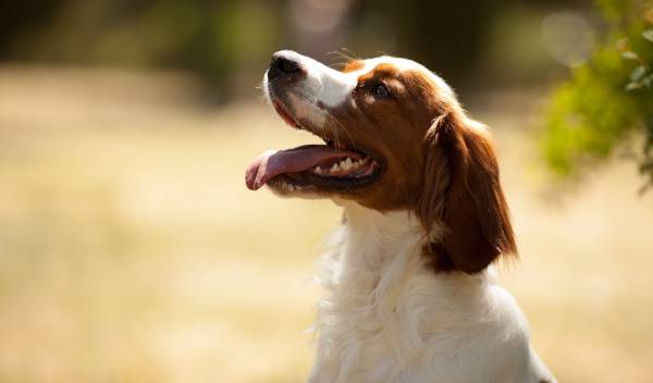 chien taille moyenne 1 thumbnail