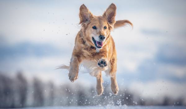 chiens froid 1 thumbnail