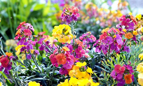 Quelles fleurs sont à semer en février ?