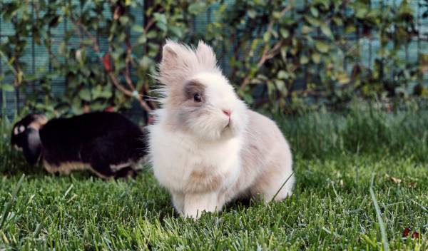 8 idées d’aménagement d’enclos extérieur pour lapin nain