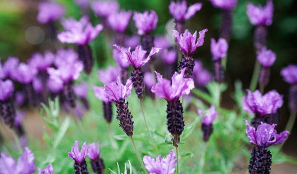Lavande papillon : plantation, taille et entretien