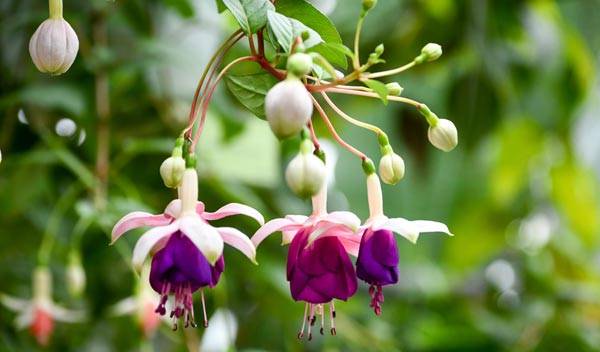 Fuchsia : variétés, plantation, entretien