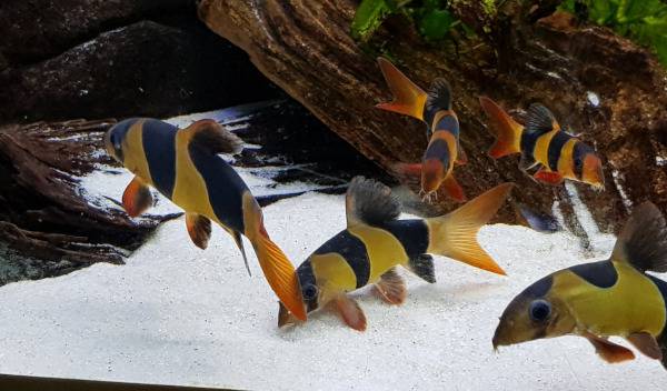 poissons grand aquarium 1 thumbnail