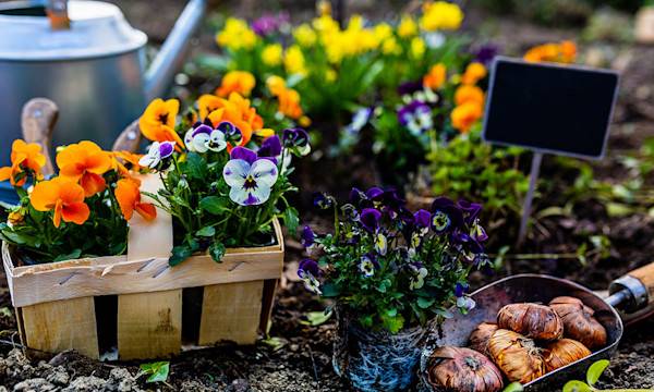 6 bonnes raisons de planter en automne